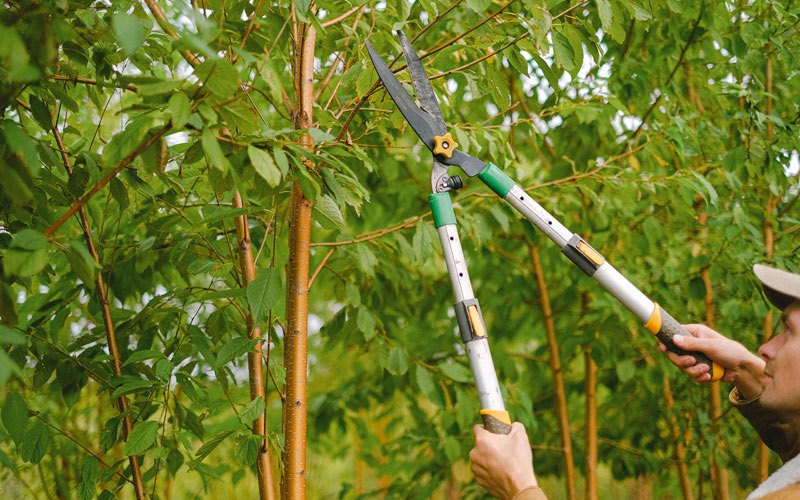 Tree trimming in Magazine, AR