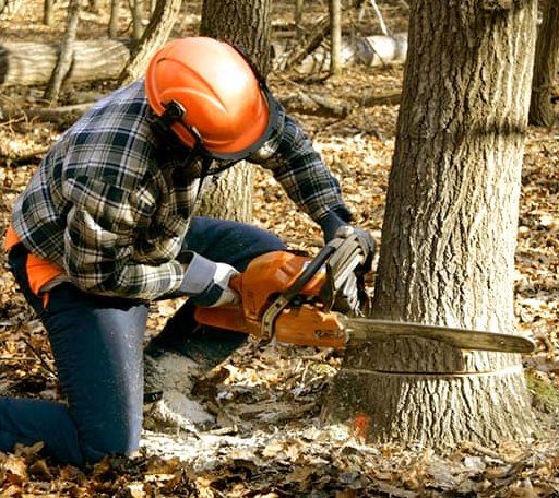 Tree Removal in Magazine, AR